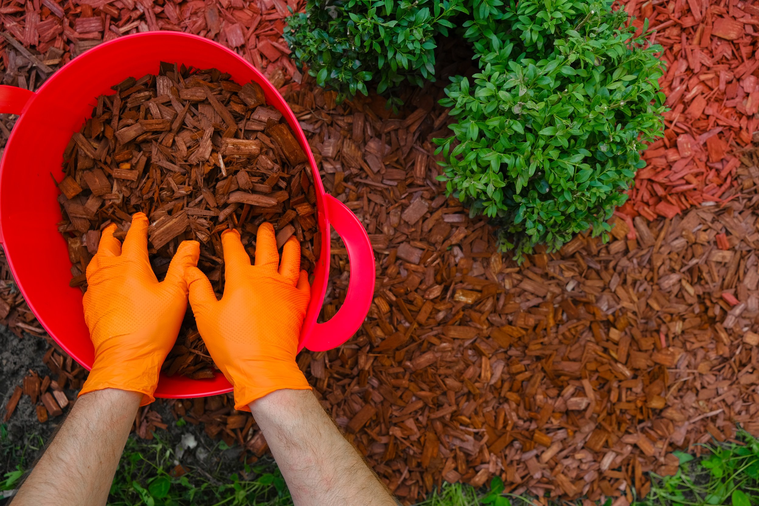 Mulching the soil in the garden.chips for mulching in bucket.Hands pour wood chips and mulch the soil in the garden.Decorative chips for the garden